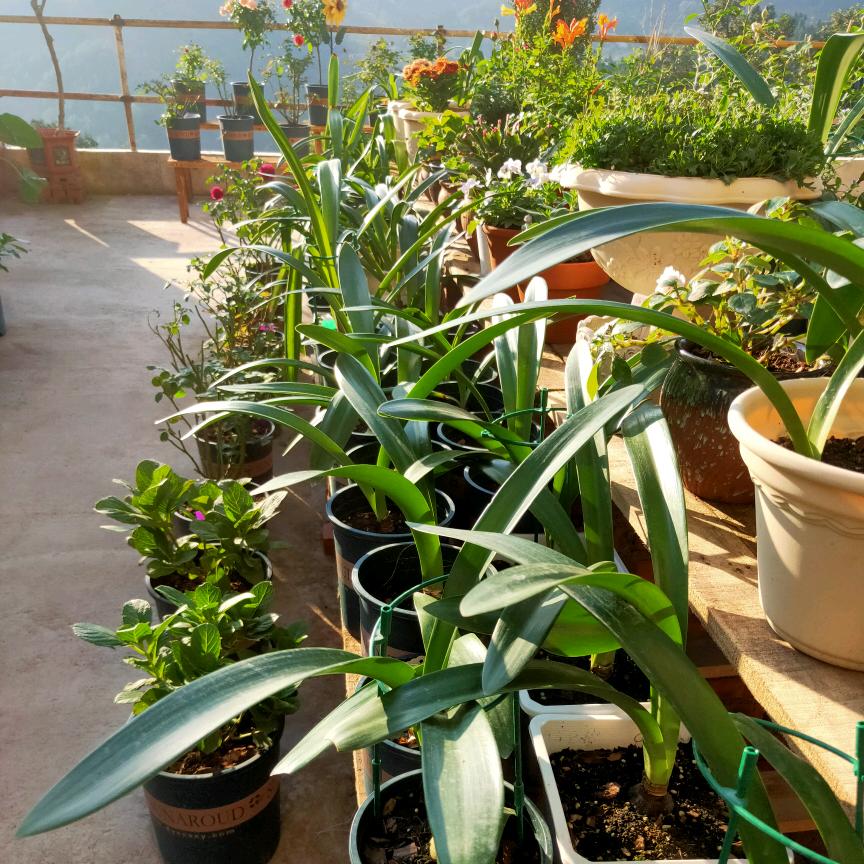 五分熟朱顶红 客服