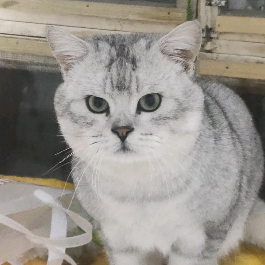 微凉🐱🐱🐱
