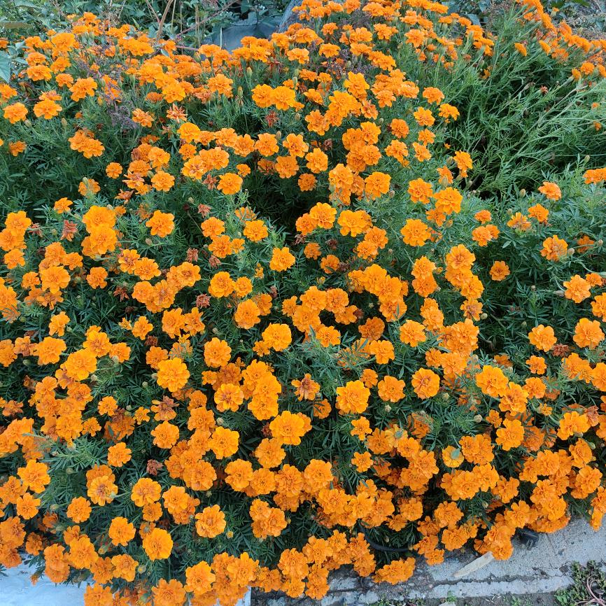 灰太狼去抓小绵羊