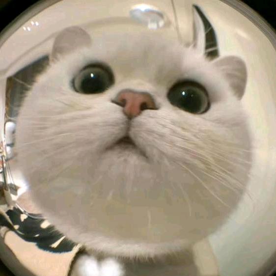 哈哈（魔术团）