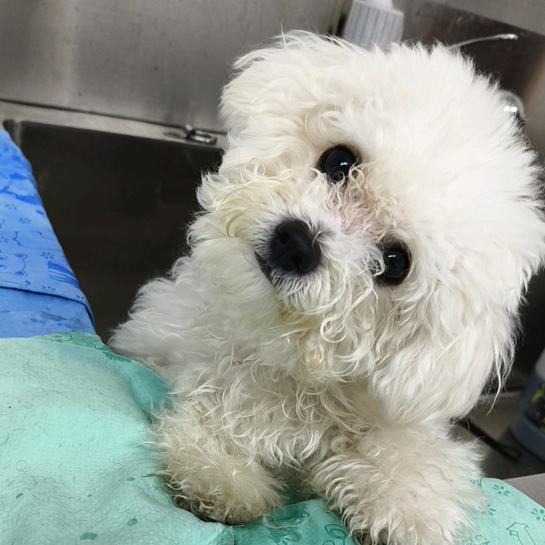 G茵开了个宠物店