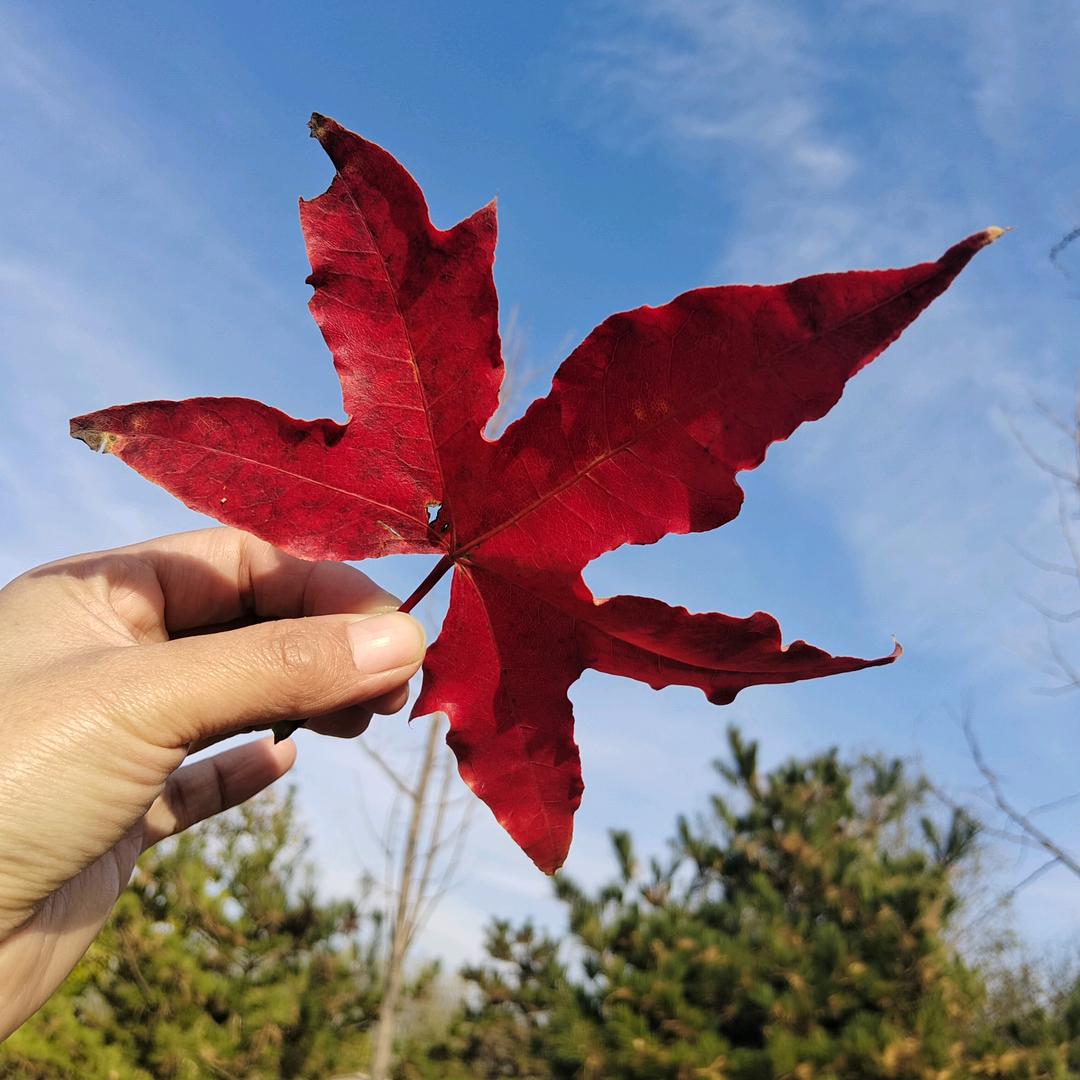 幸福🥰 （首播）不定时