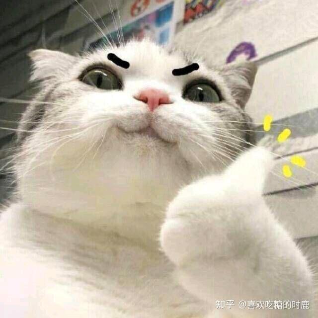 喵了个大咪