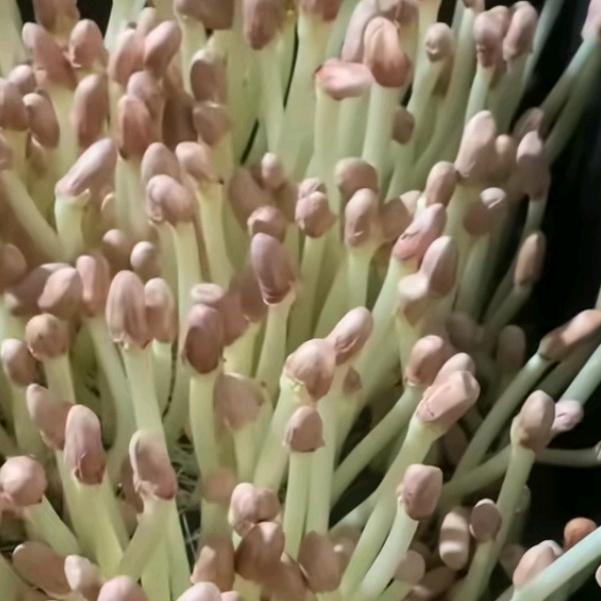 宝剑芽谷农业<<芽苗菜>>