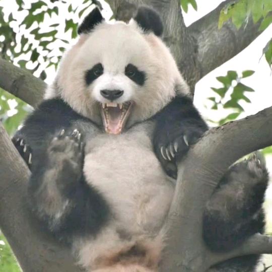 食铁兽🐼