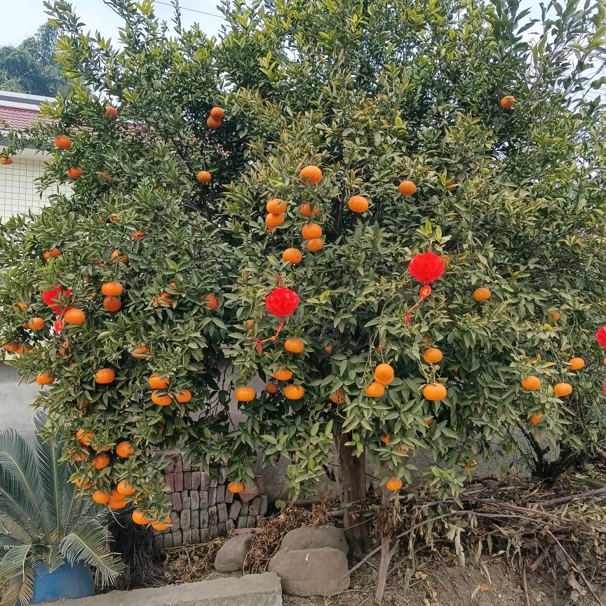 小宝