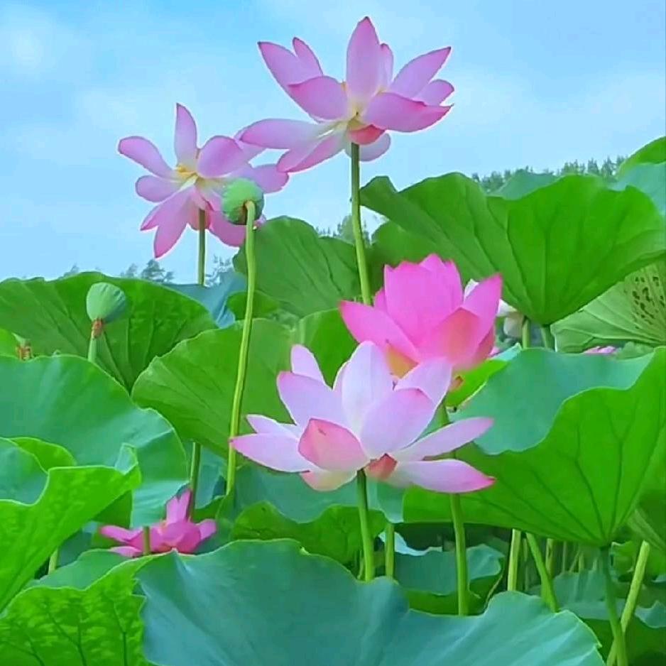 剑指四方  任我奔放