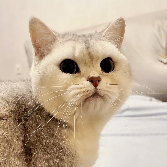 伽多喵