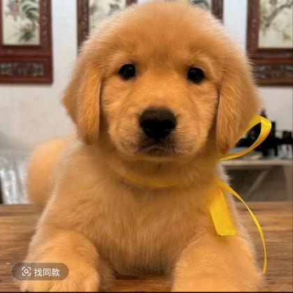 明鑫犬业饲养员