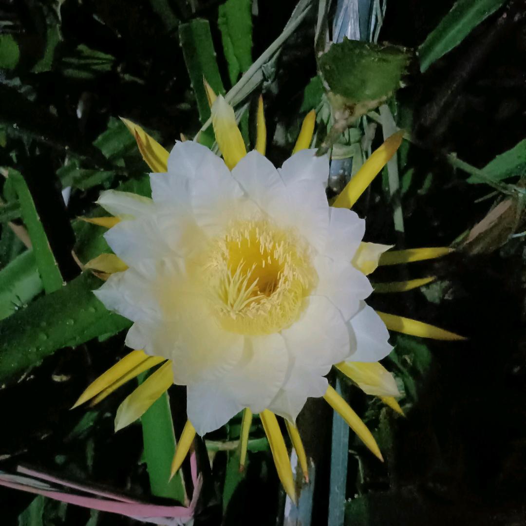 ~小玉