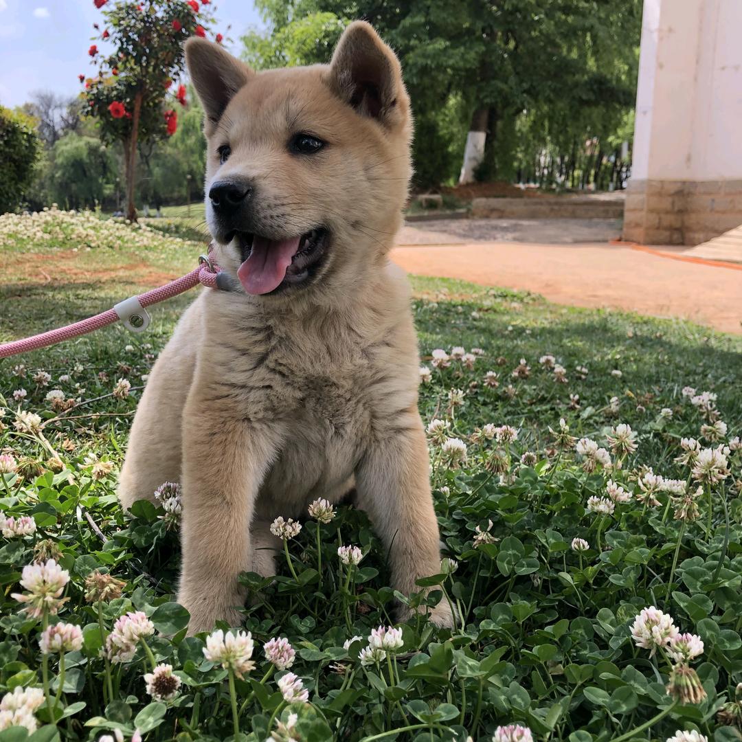 田园犬～多多