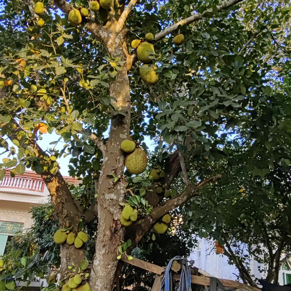 zheng  wei《承蒙厚爱》