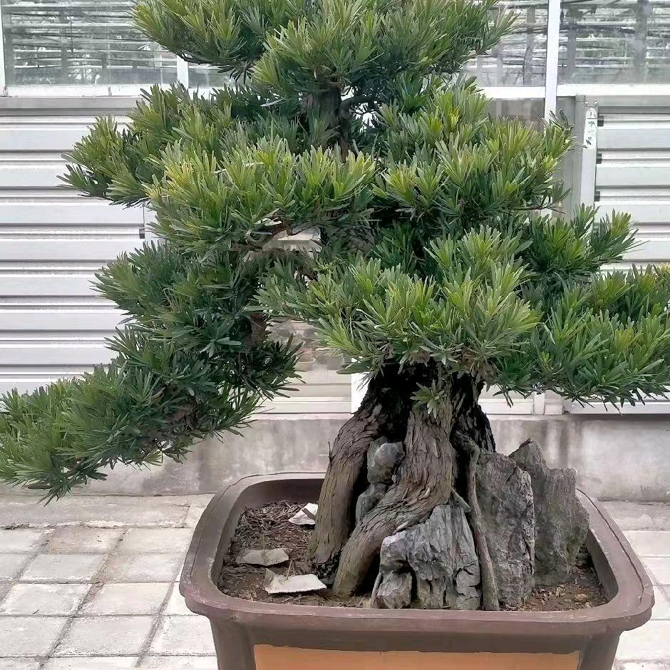 飞鸿盆景