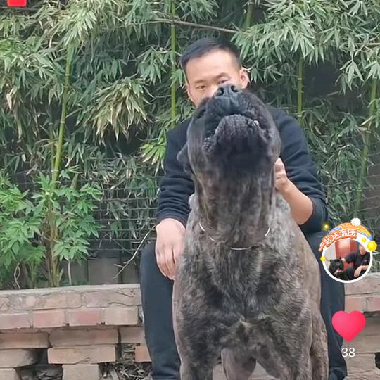 姣乐心工作犬
