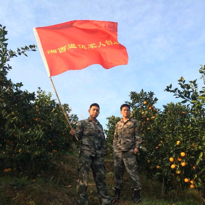 大白杨SYF