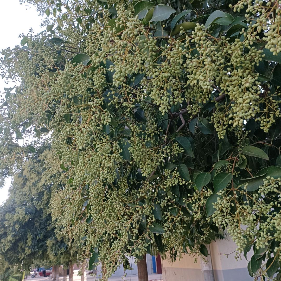 金玉缘