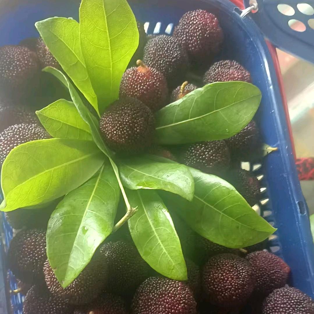 平阳水头.腾蛟同城新鲜