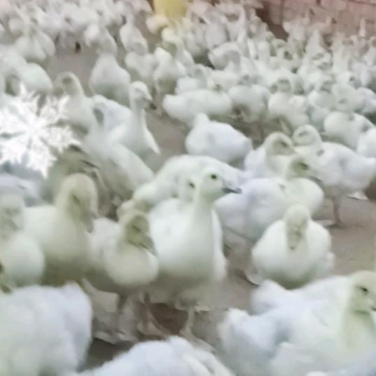 嘟韵劉铚坪02800