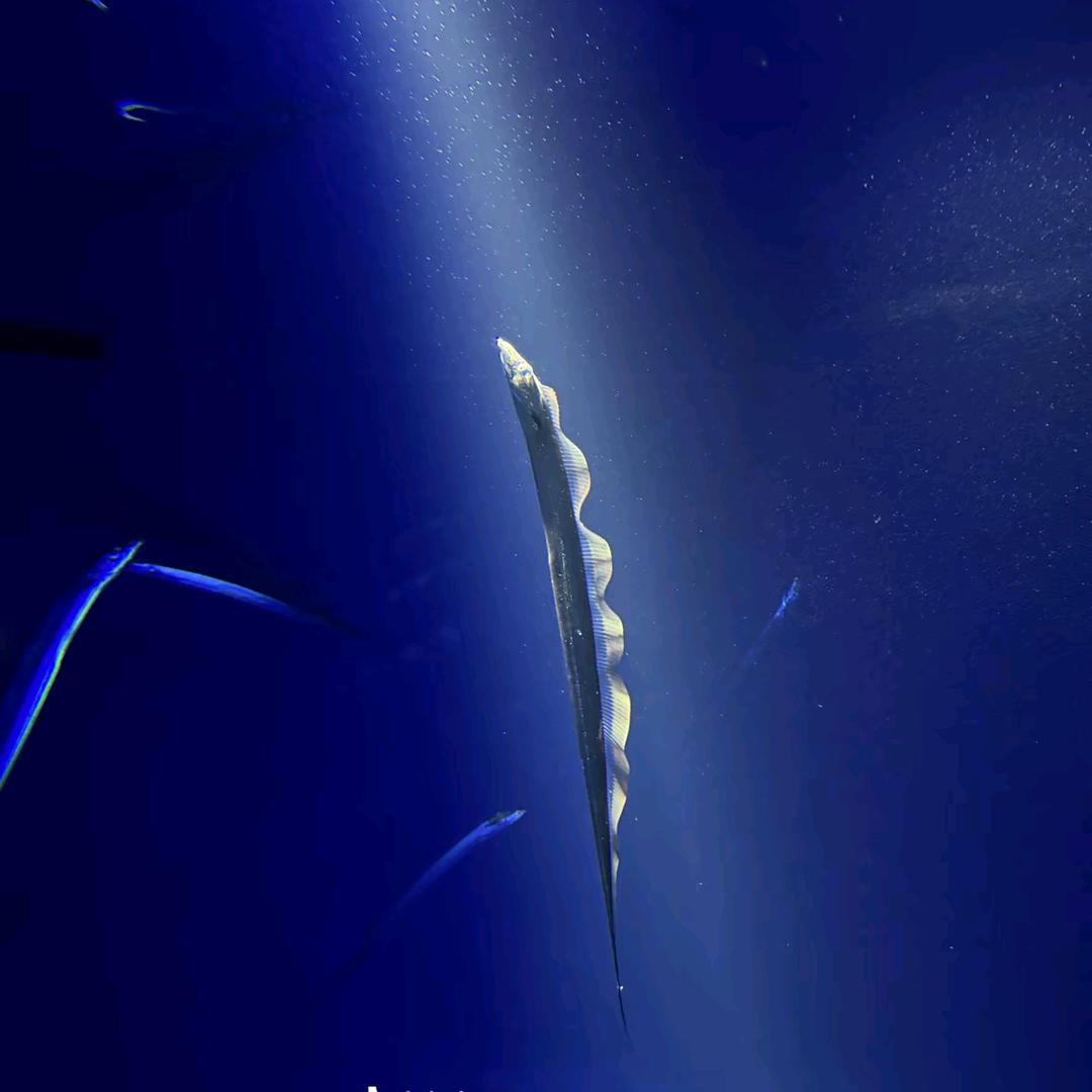 晓鸿叔