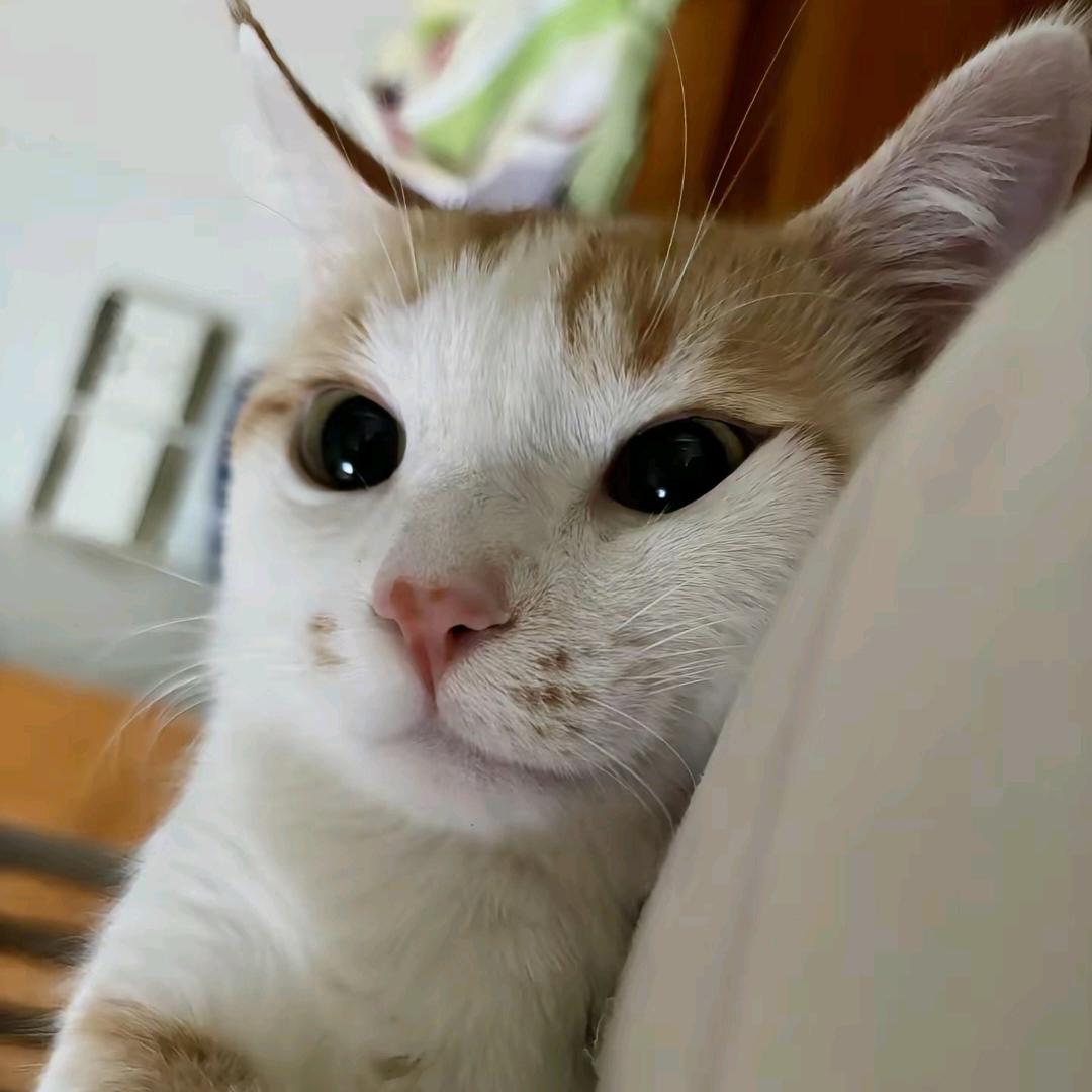 甜柚柚（笨鸟版