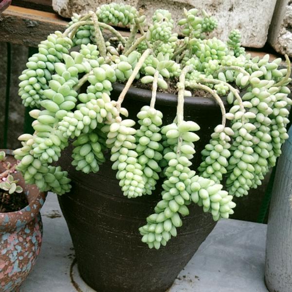 ᭄💞 ꧔霞᭄ღꦿ💕᭄ღ