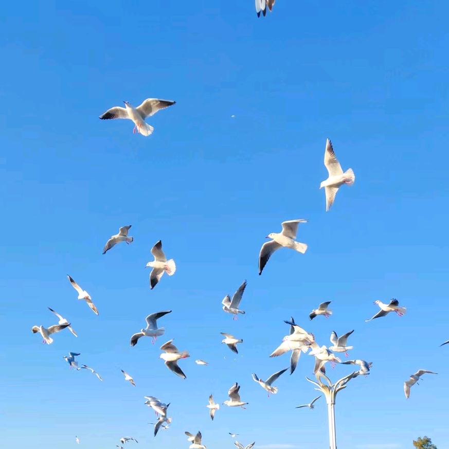 齐柏林飞艇的乘客