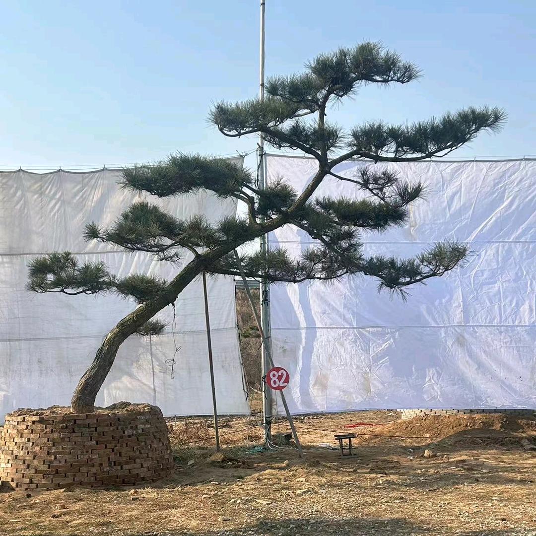 老孟黑松园
