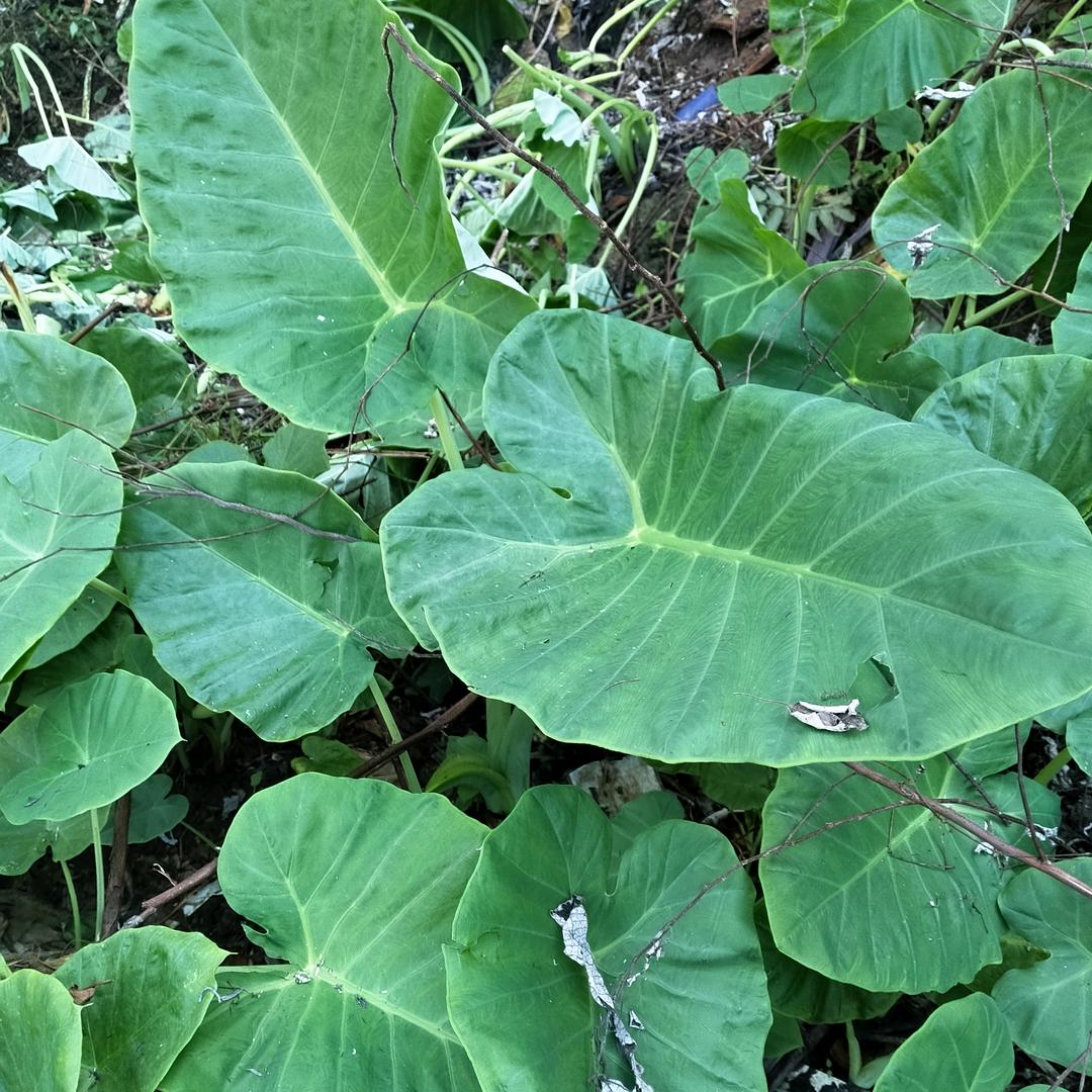 蜜蜂哥，资源回收在利用