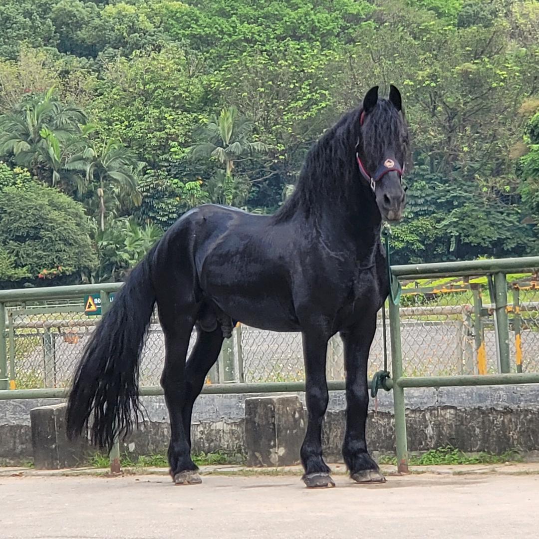 马术培训 小龙