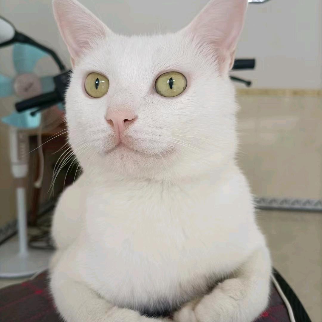 潇洒哥