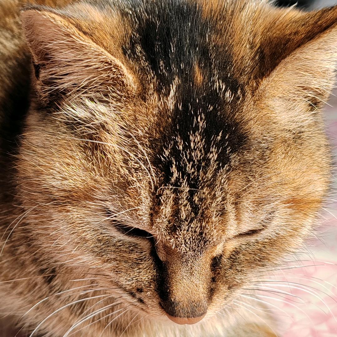 凹凸曼打凸凹曼_