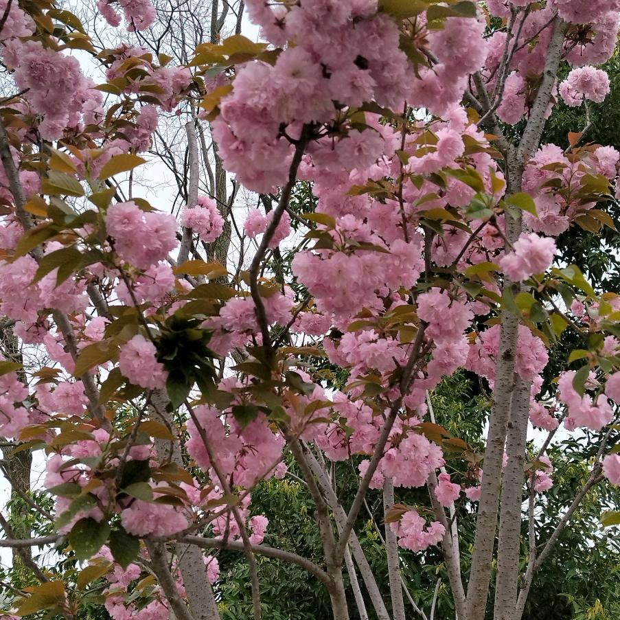 落🌺有意