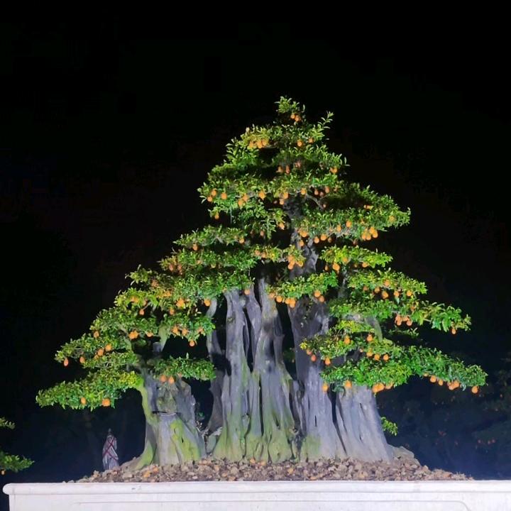 永兴盆景园