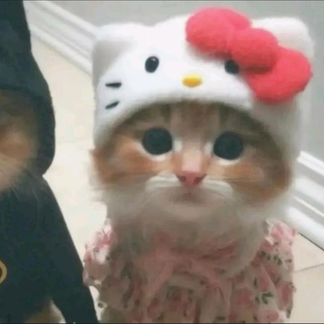 小猫爱吃鱼≽^•༚•