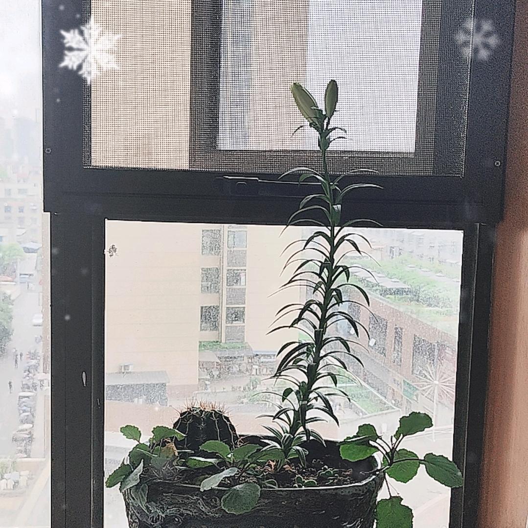 懒小猪