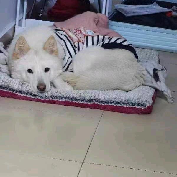 木子李