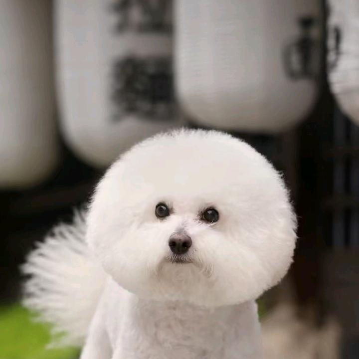 提子