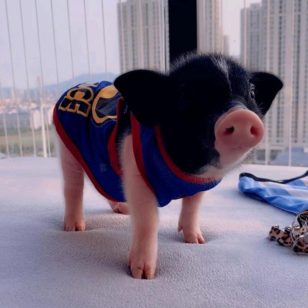 理性与逻辑和睿智