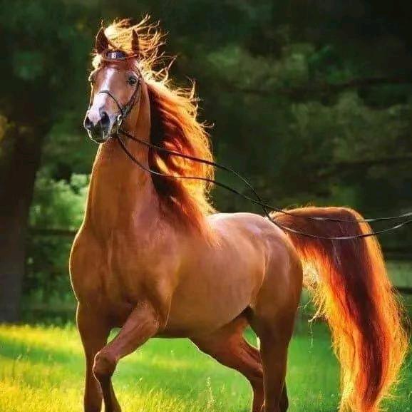 老马🐴哥