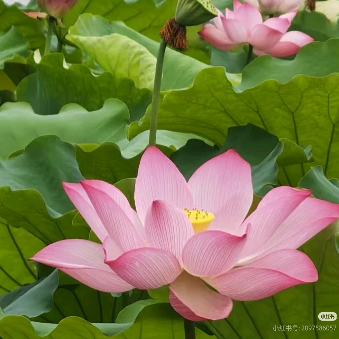 给不要脸的点小心心