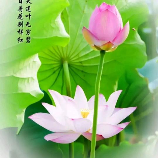 用户：月鸟