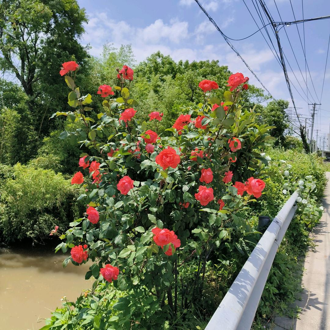 爱自己🌹🌹🌹