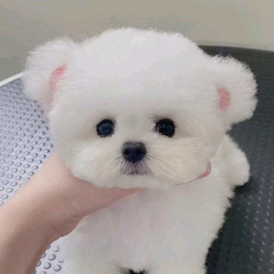 阿毛宠物生活管