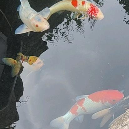 决定此生不在做有心人