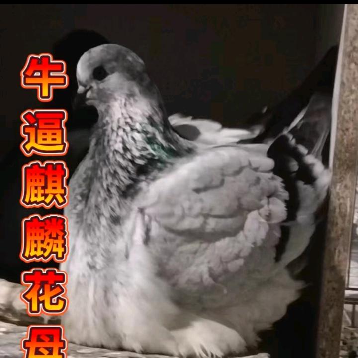 驿城法国梦谭团队【 信  阳  霍猛】