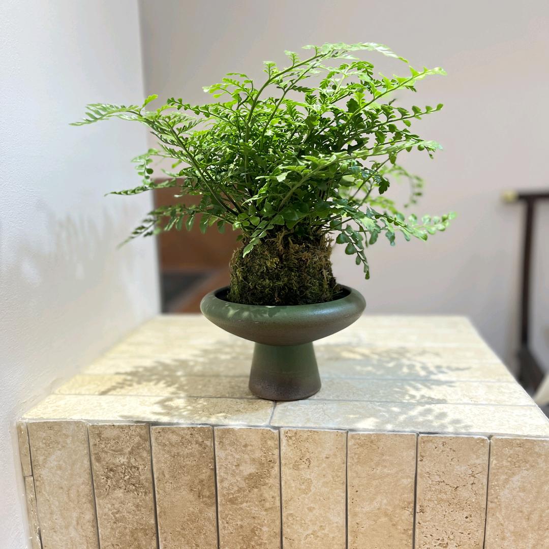 六茶中原万达店