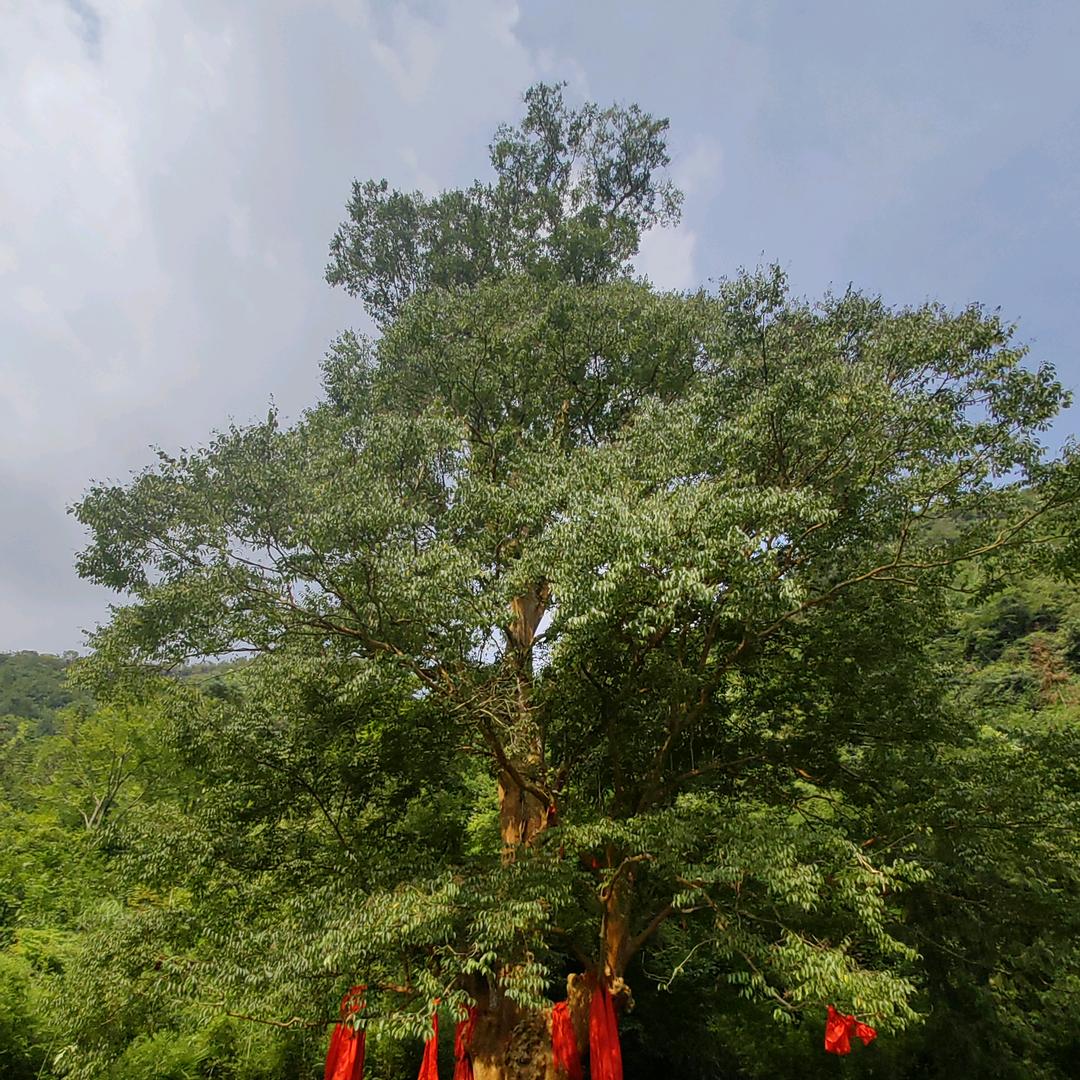 孟文守贵