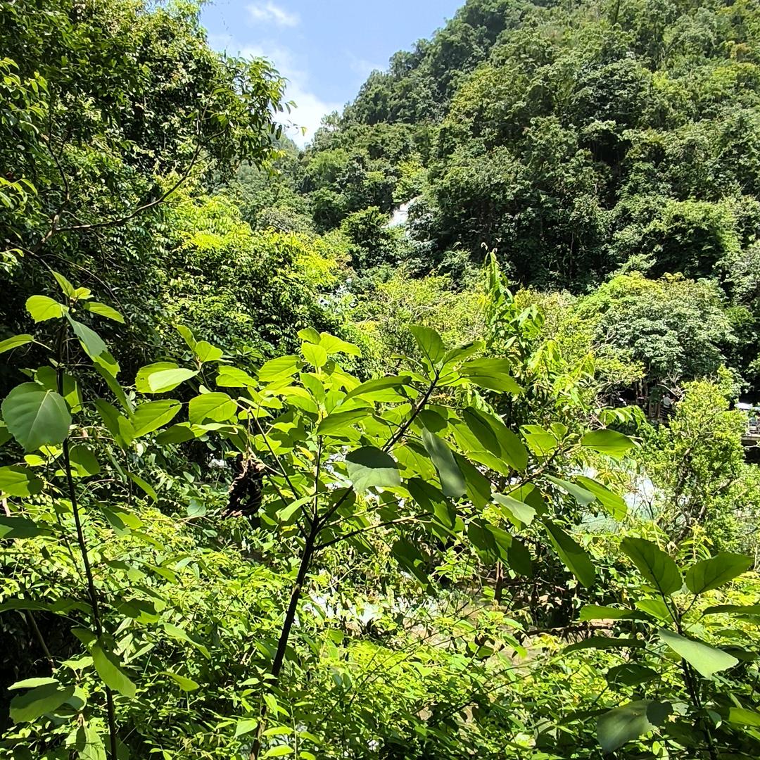🌾清眸·