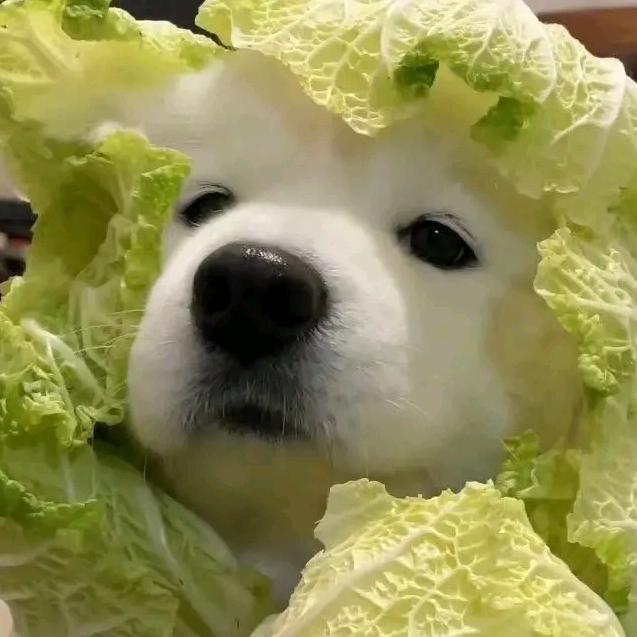 素丽来了