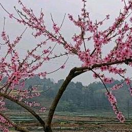 成兴，成义